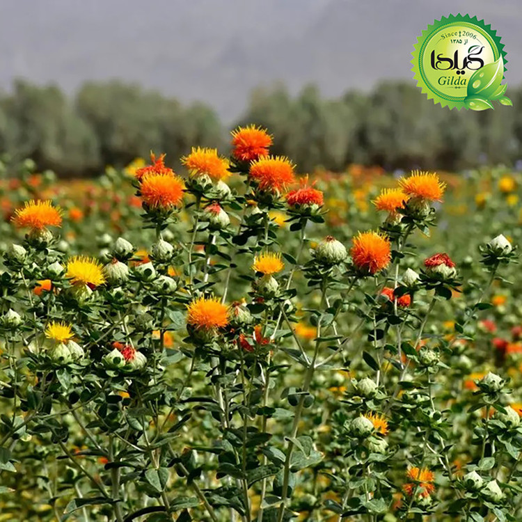بذر گلرنگ گیلدا کد 175