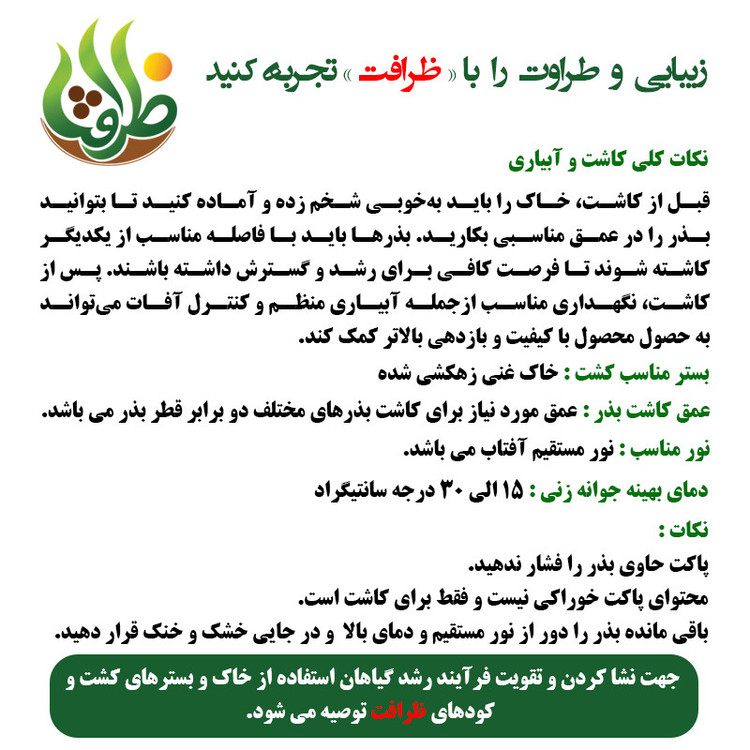 بذر ذرت مغان ظرافت مدل 704