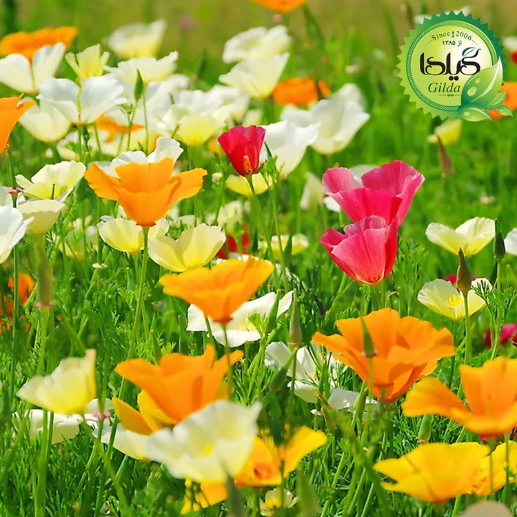 بذر شقایق الوان گیلدا کد 891