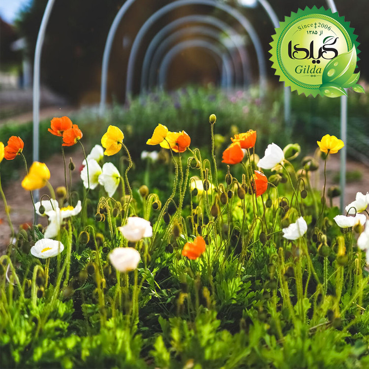 بذر شقایق الوان گیلدا کد 891