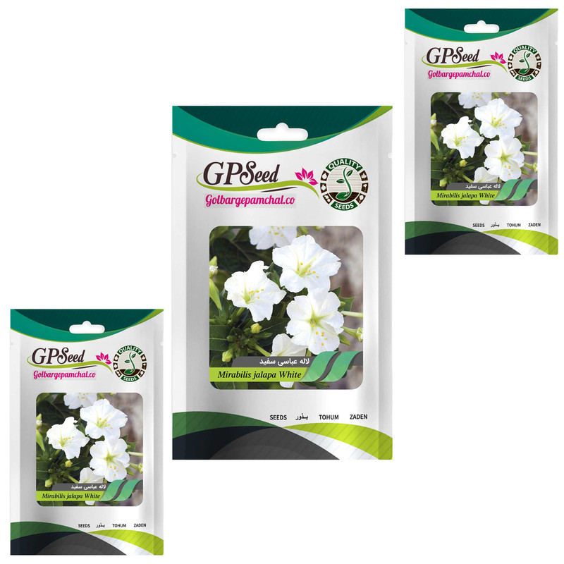 بذر گل لاله عباسی سفید گلبرگ پامچال کد GPF-267 مجموعه 3 عددی
