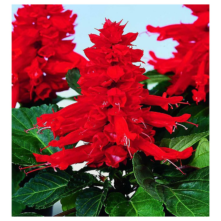بذر گل سلوی گرین فارم کد GRFS 32 بسته 2 عددی
