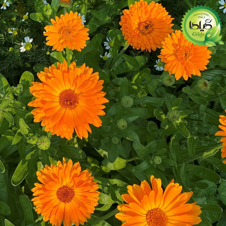 بذر همیشه بهار نارنجی گیلدا کد 818