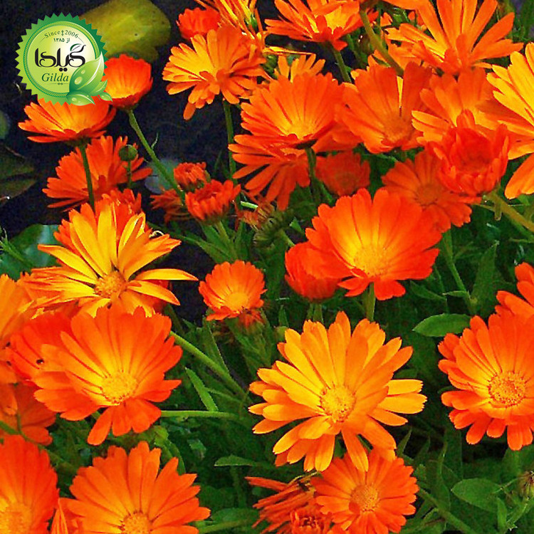 بذر همیشه بهار نارنجی گیلدا کد 818