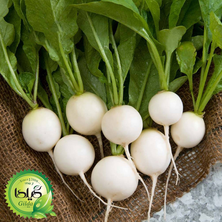 بذر ترپ سفید گرد گیلدا کد 211