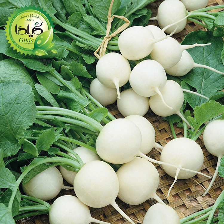 بذر ترپ سفید گرد گیلدا کد 211