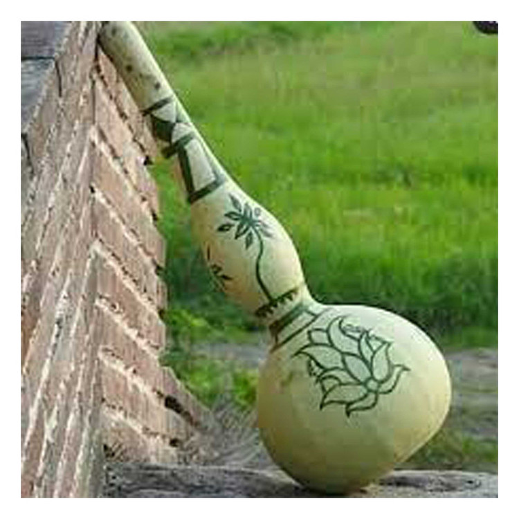 بذر کدو قلیانی گلبرگ پامچال کد GPF-307