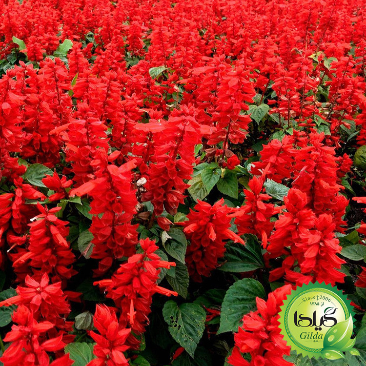 بذر سلوی قرمز گیلدا کد 923