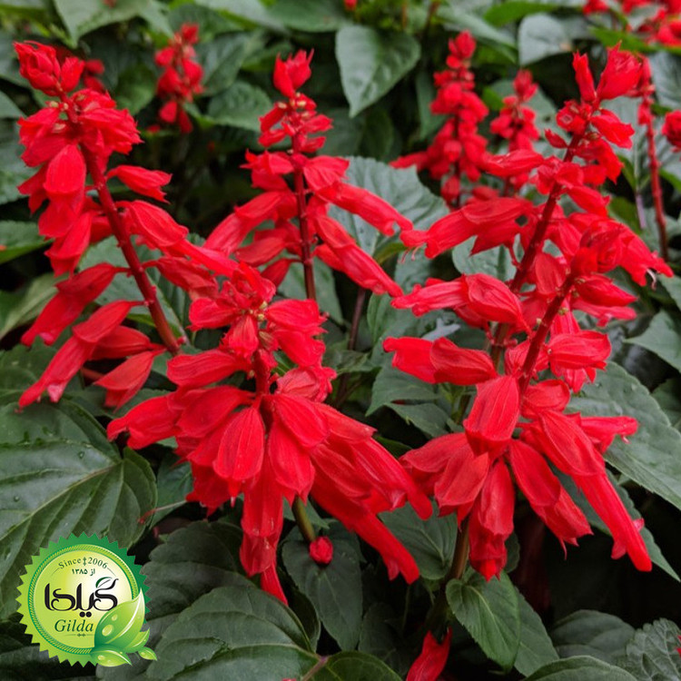 بذر سلوی قرمز گیلدا کد 923