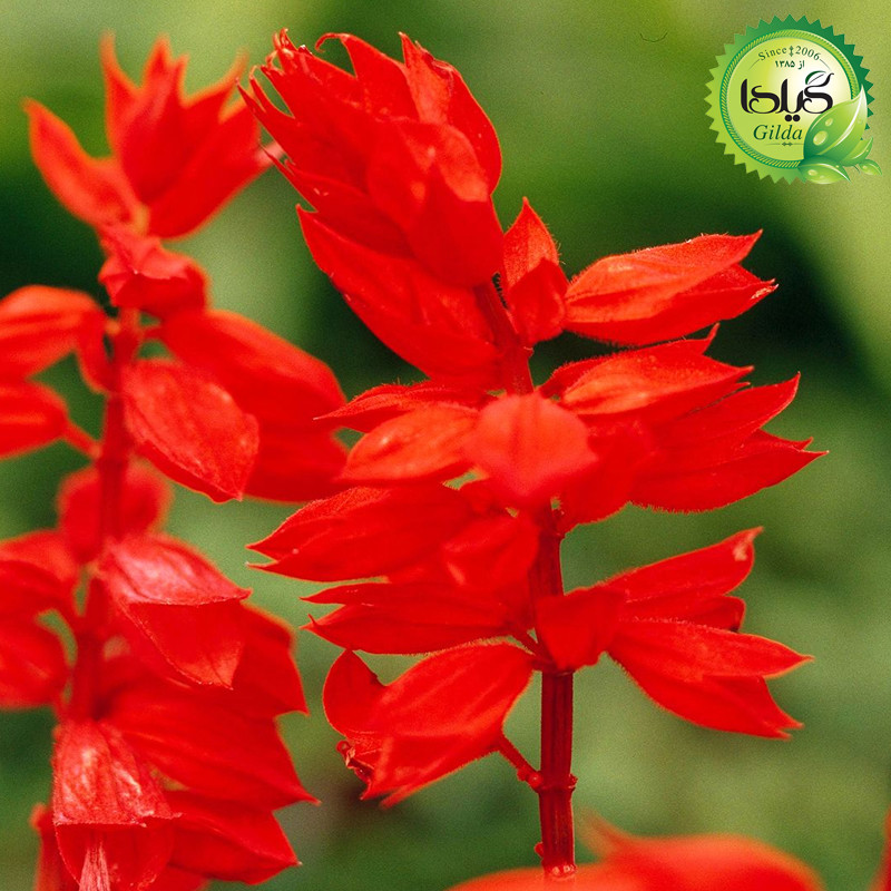 بذر سلوی قرمز گیلدا کد 923
