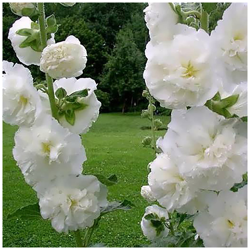 بذر گل خانگی آذر سبزینه کد 0014 بسته 10 عددی