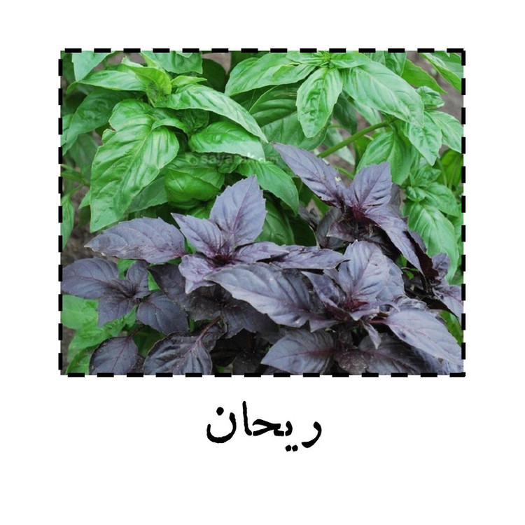 بذر ریحان سبز گرین سیدز کد 267