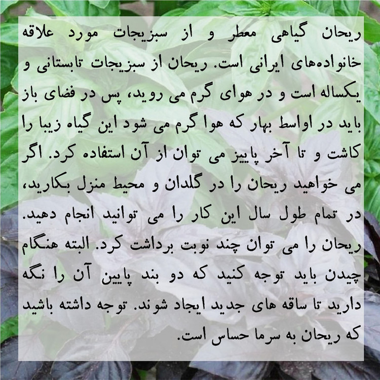 بذر ریحان سبز گرین سیدز کد 267