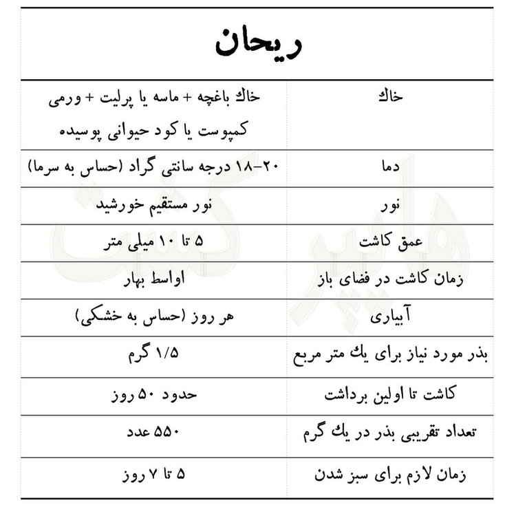 بذر ریحان سبز گرین سیدز کد 267