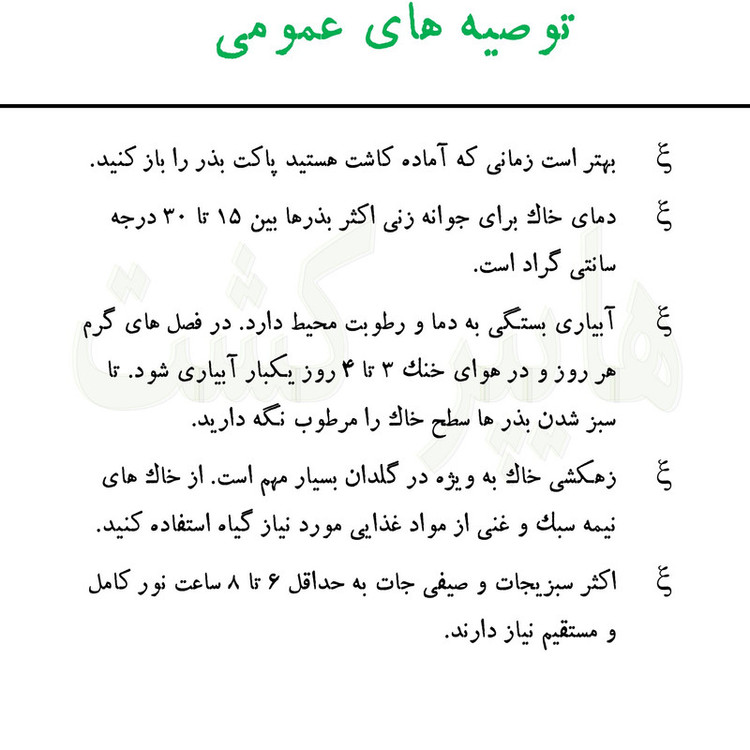 بذر ریحان سبز گرین سیدز کد 267