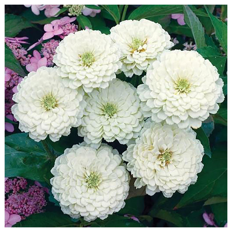 بذر گل آهار گرین فارم کد 036 بسته 3 عددی