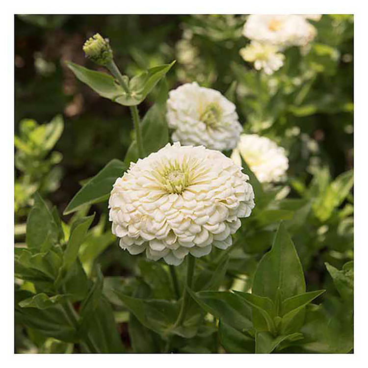 بذر گل آهار گرین فارم کد 036 بسته 3 عددی
