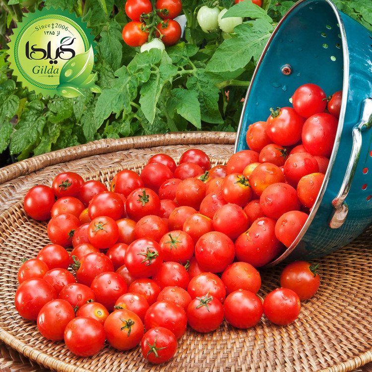بذر گوجه گردویی گیلدا کد 575