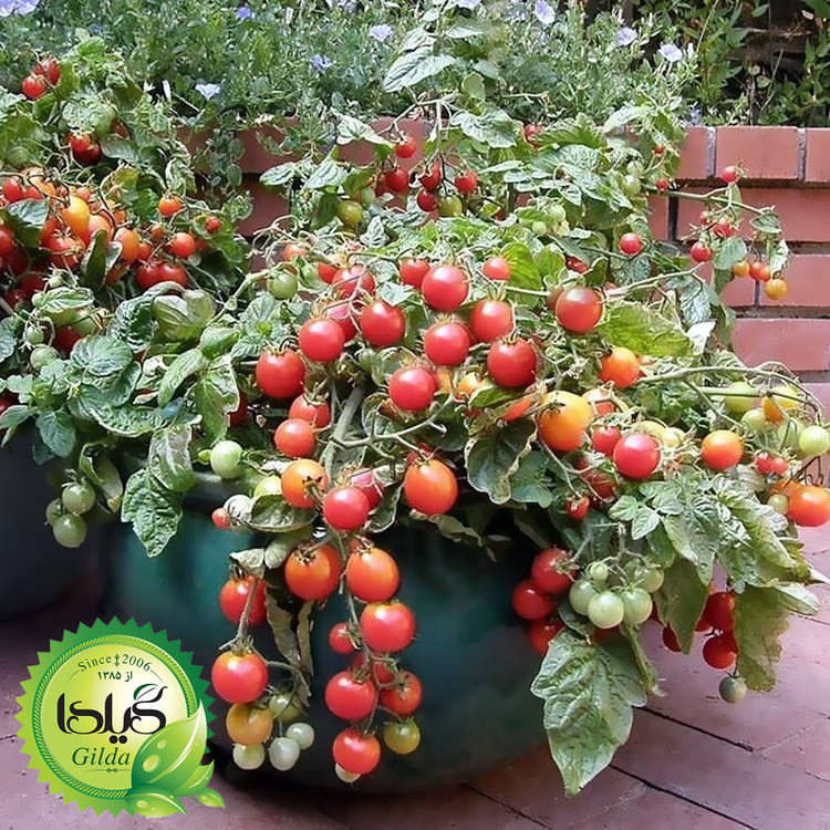 بذر گوجه گردویی گیلدا کد 575