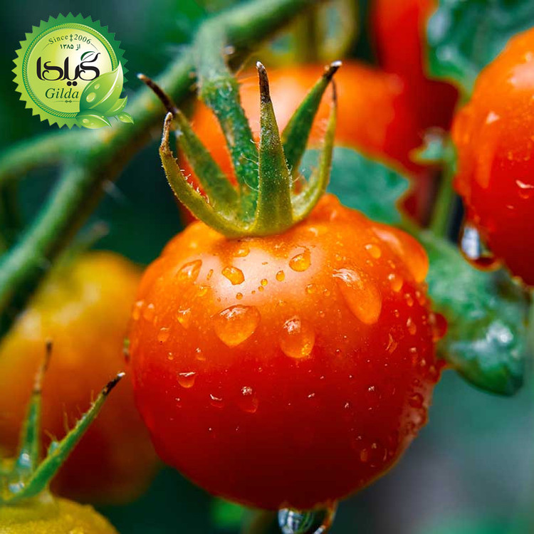 بذر گوجه گردویی گیلدا کد 575