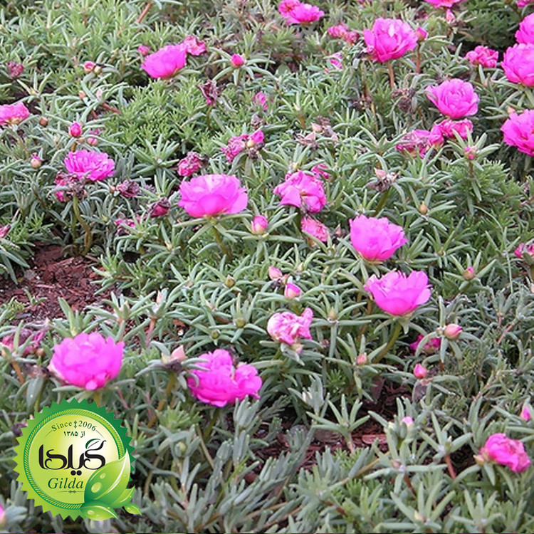 بذر ناز آفتابی صورتی گیلدا کد 948