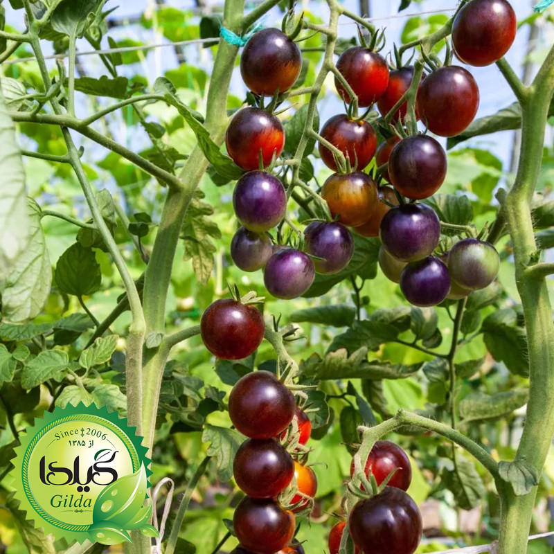 بذر گوجه نخودی مشکی گیلدا کد 583