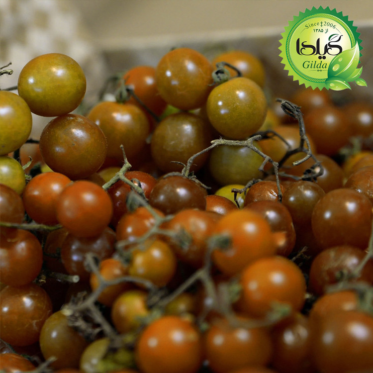 بذر گوجه نخودی مشکی گیلدا کد 583
