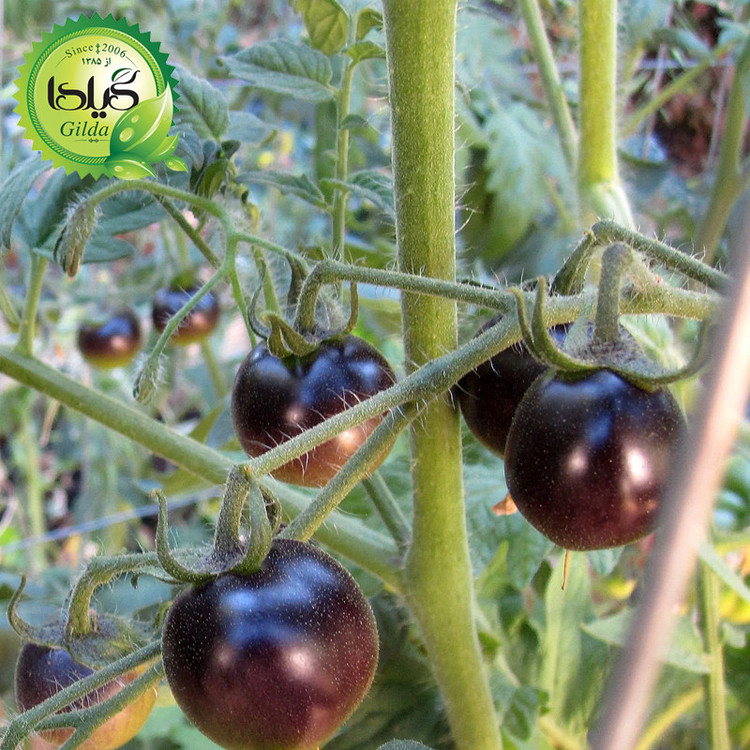 بذر گوجه نخودی مشکی گیلدا کد 583