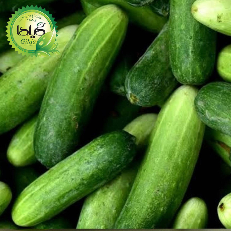 بذر خیار دستگردی گیلدا کد 646