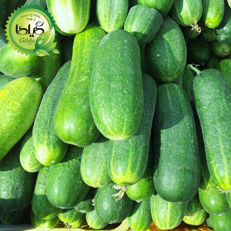 بذر خیار دستگردی گیلدا کد 646