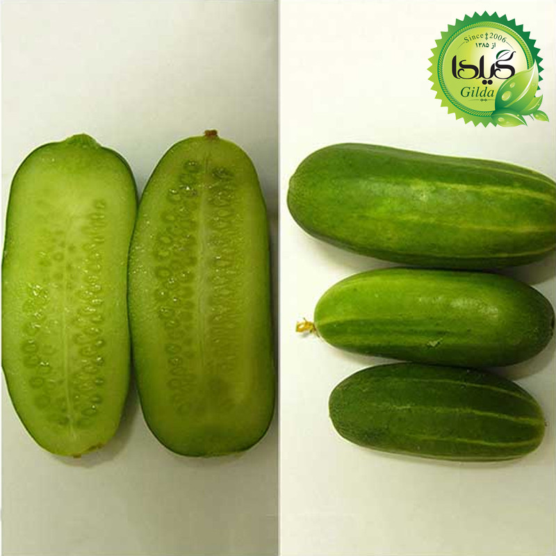بذر خیار دستگردی گیلدا کد 646