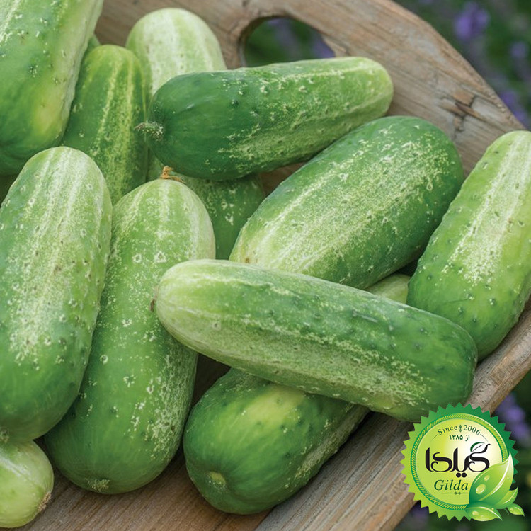 بذر خیار دستگردی گیلدا کد 646