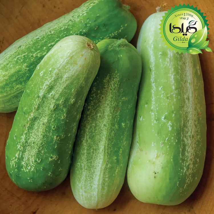 بذر خیار دستگردی گیلدا کد 646