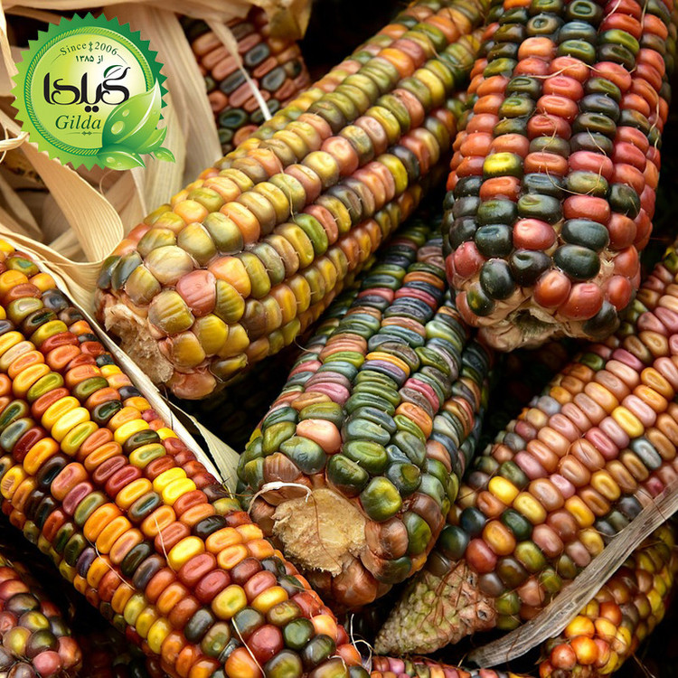 بذر ذرت گلس جم گیلدا کد 272