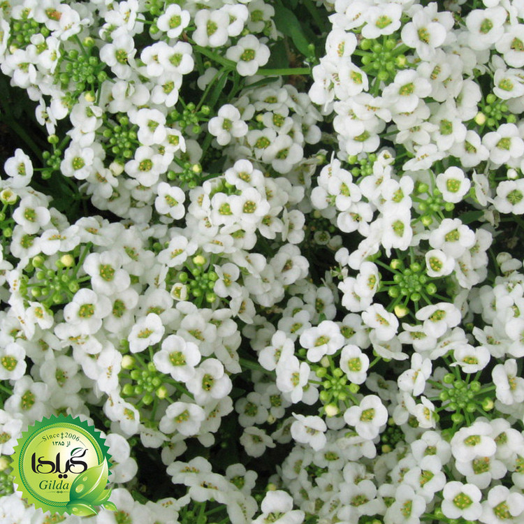 بذر عسلی سفید گیلدا کد 809
