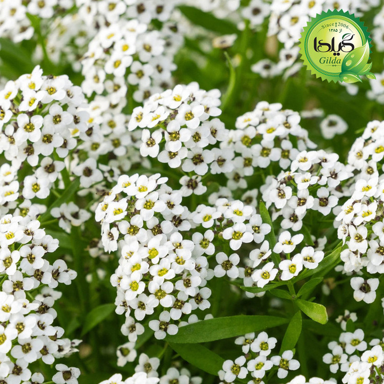بذر عسلی سفید گیلدا کد 809