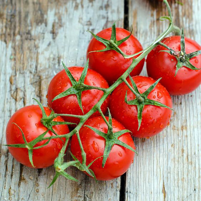 بذر گوجه چری قرمز درختی هیبرید سانیا سید مدلss2