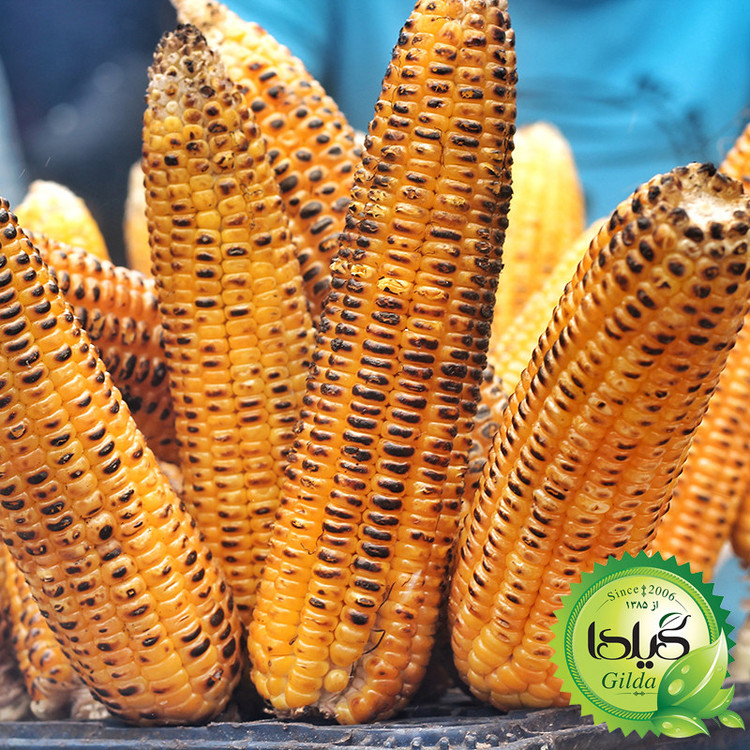 بذر ذرت شیرین گیلدا کد 271