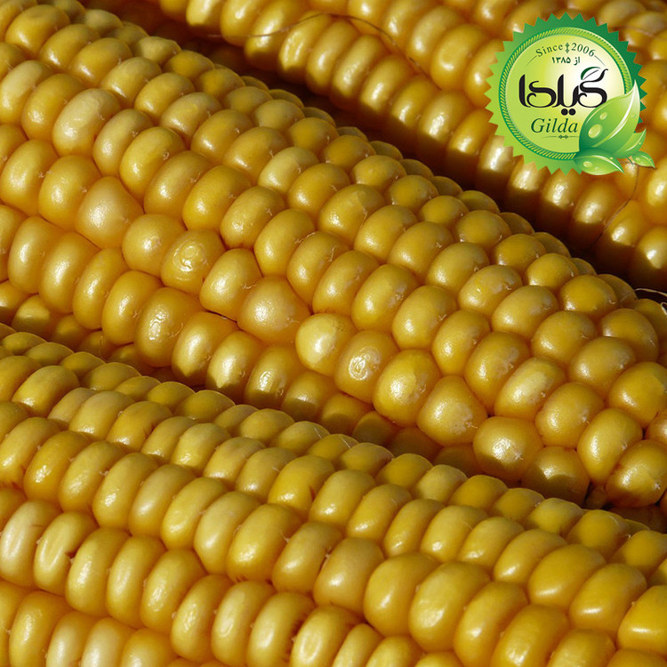 بذر ذرت شیرین گیلدا کد 271