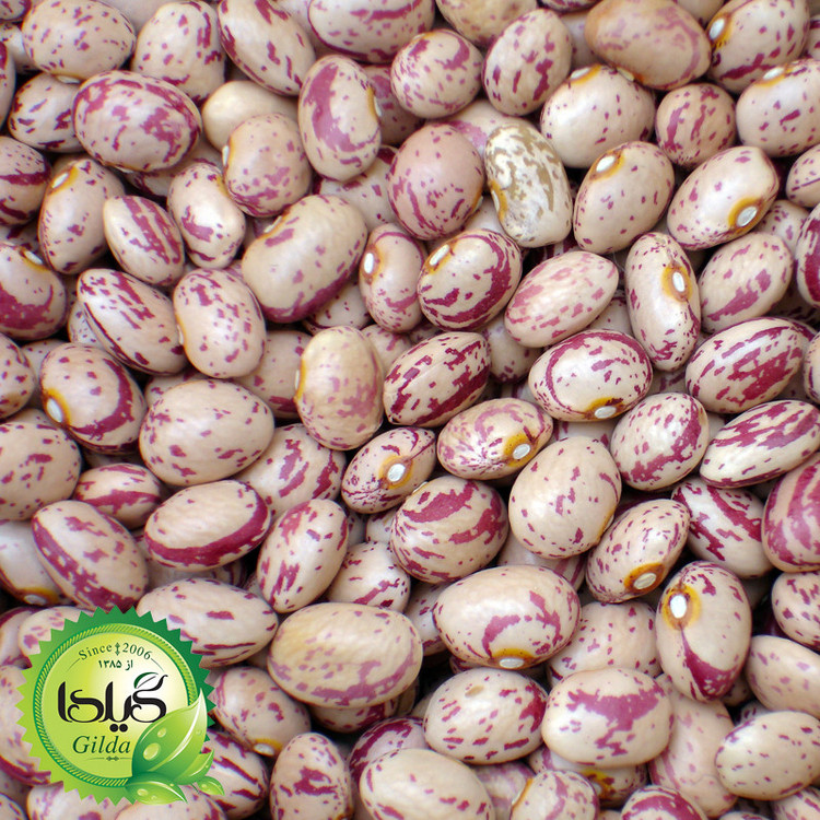 بذر لوبیا چیتی گیلدا کد 253