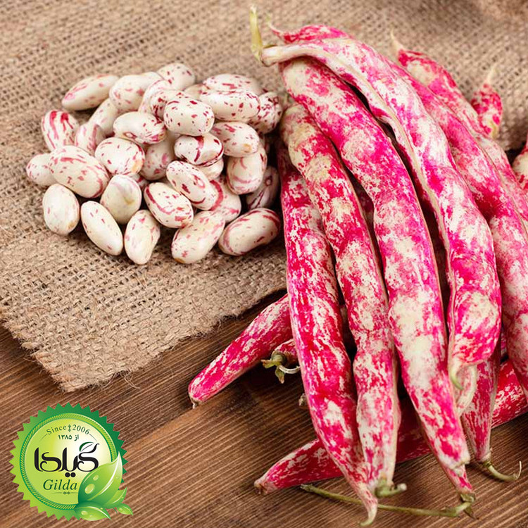 بذر لوبیا چیتی گیلدا کد 253