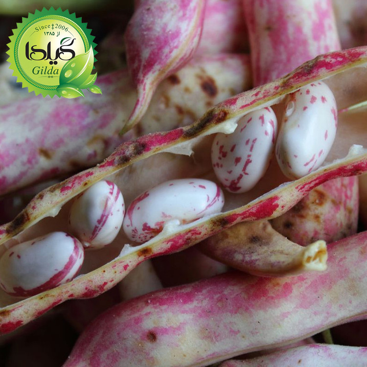 بذر لوبیا چیتی گیلدا کد 253