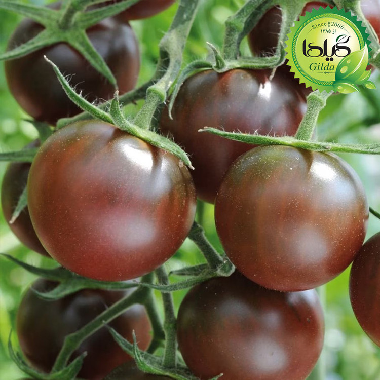 بذر گوجه چری شکلاتی گیلدا کد 579