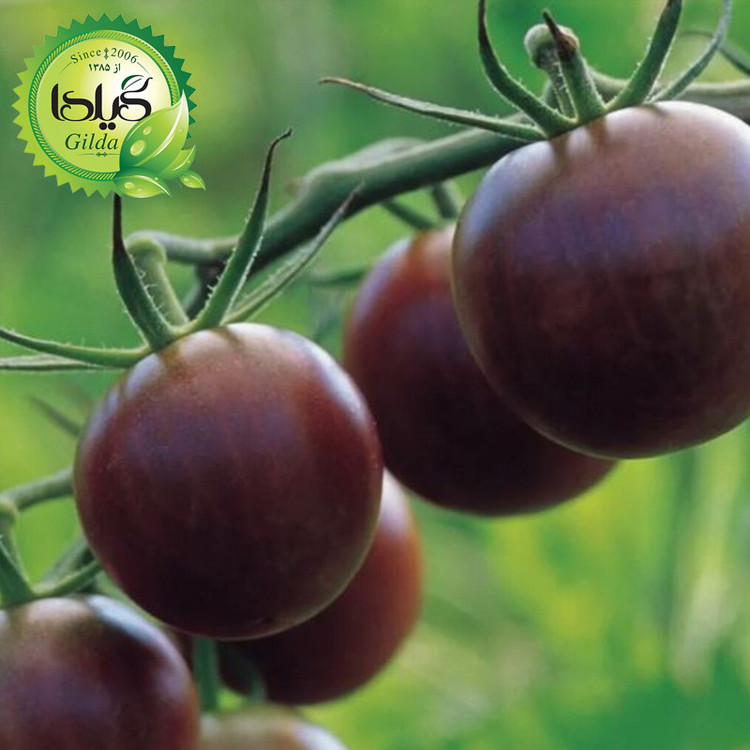 بذر گوجه چری شکلاتی گیلدا کد 579