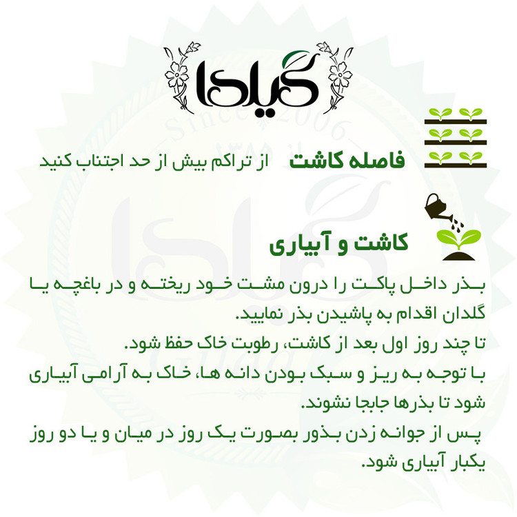 بذر اسفناج برگ پهن گیلدا کد 132