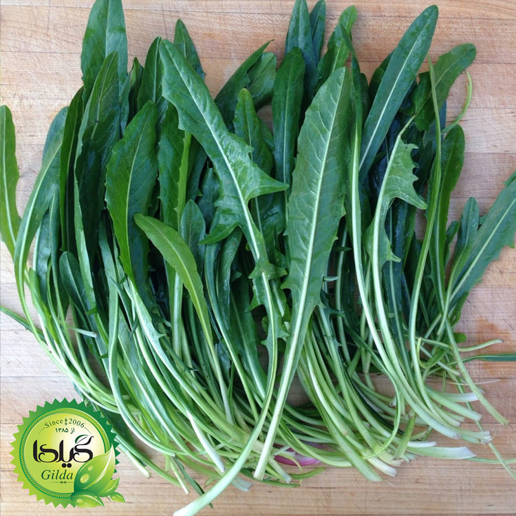 بذر کاسنی گیلدا کد 161