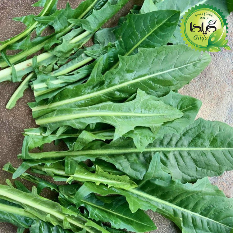 بذر کاسنی گیلدا کد 161