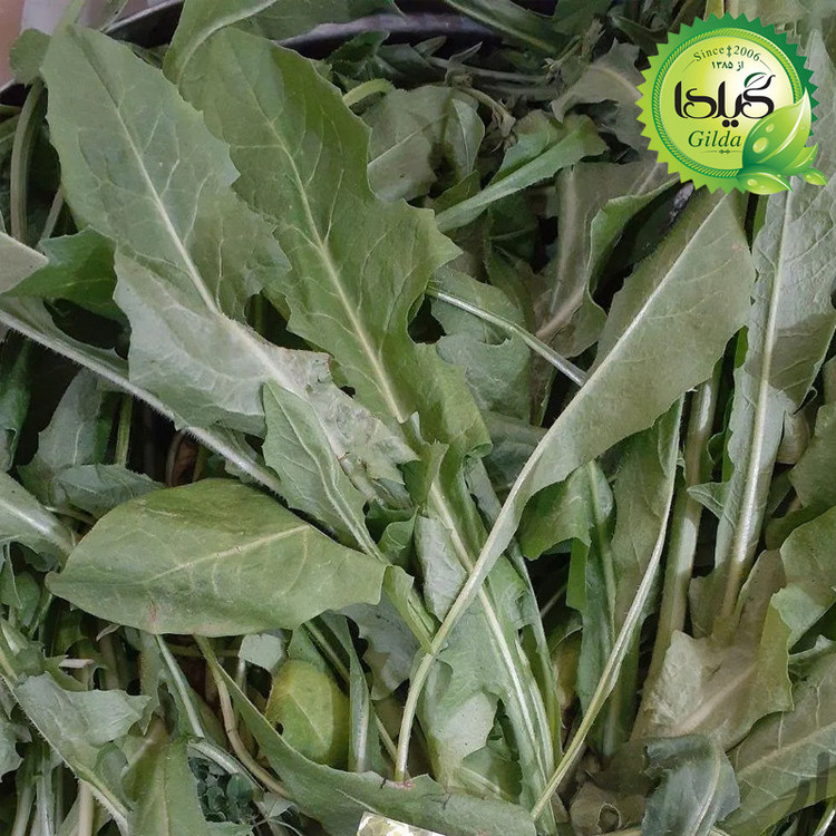 بذر کاسنی گیلدا کد 161