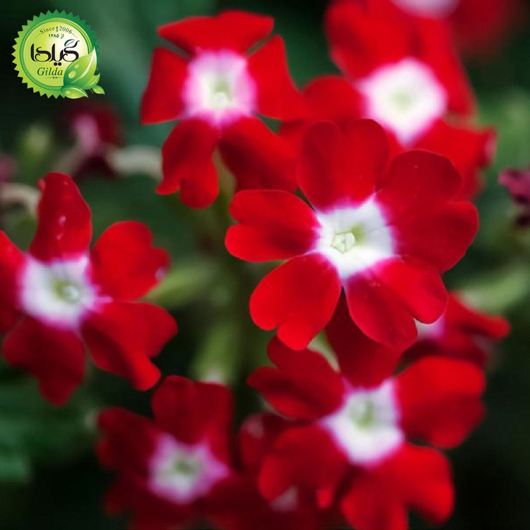 بذر شاهپسند قرمز خال سفید گیلدا کد 878