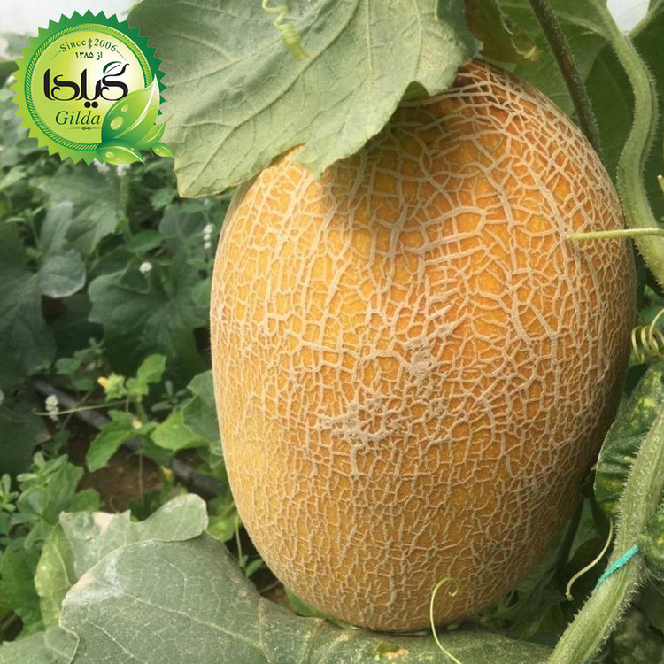 بذر خربزه آناناسی گیلدا کد 752